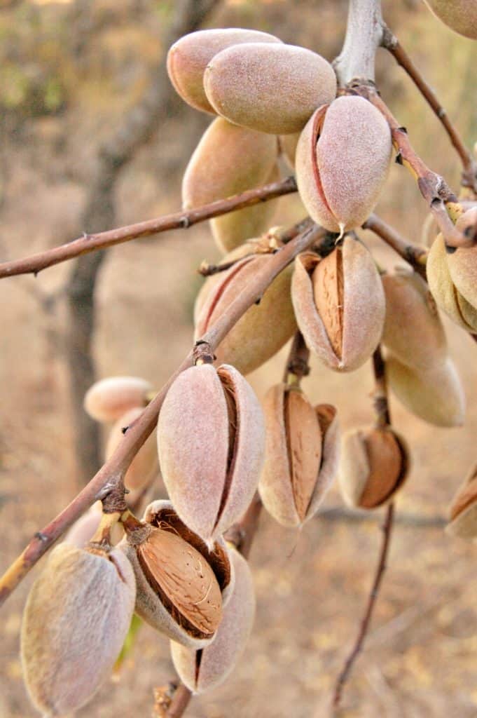 Pistachios on their tree