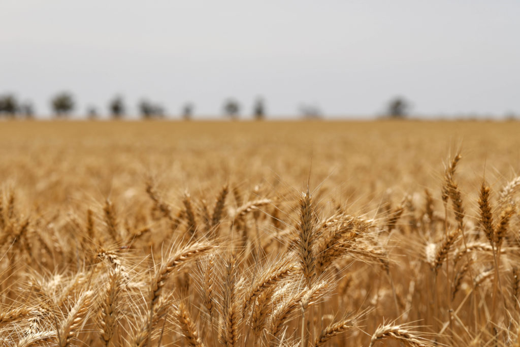 Golden ears of wheat in a field